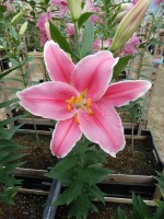 [4206 Marlon JWS No02.JPG]